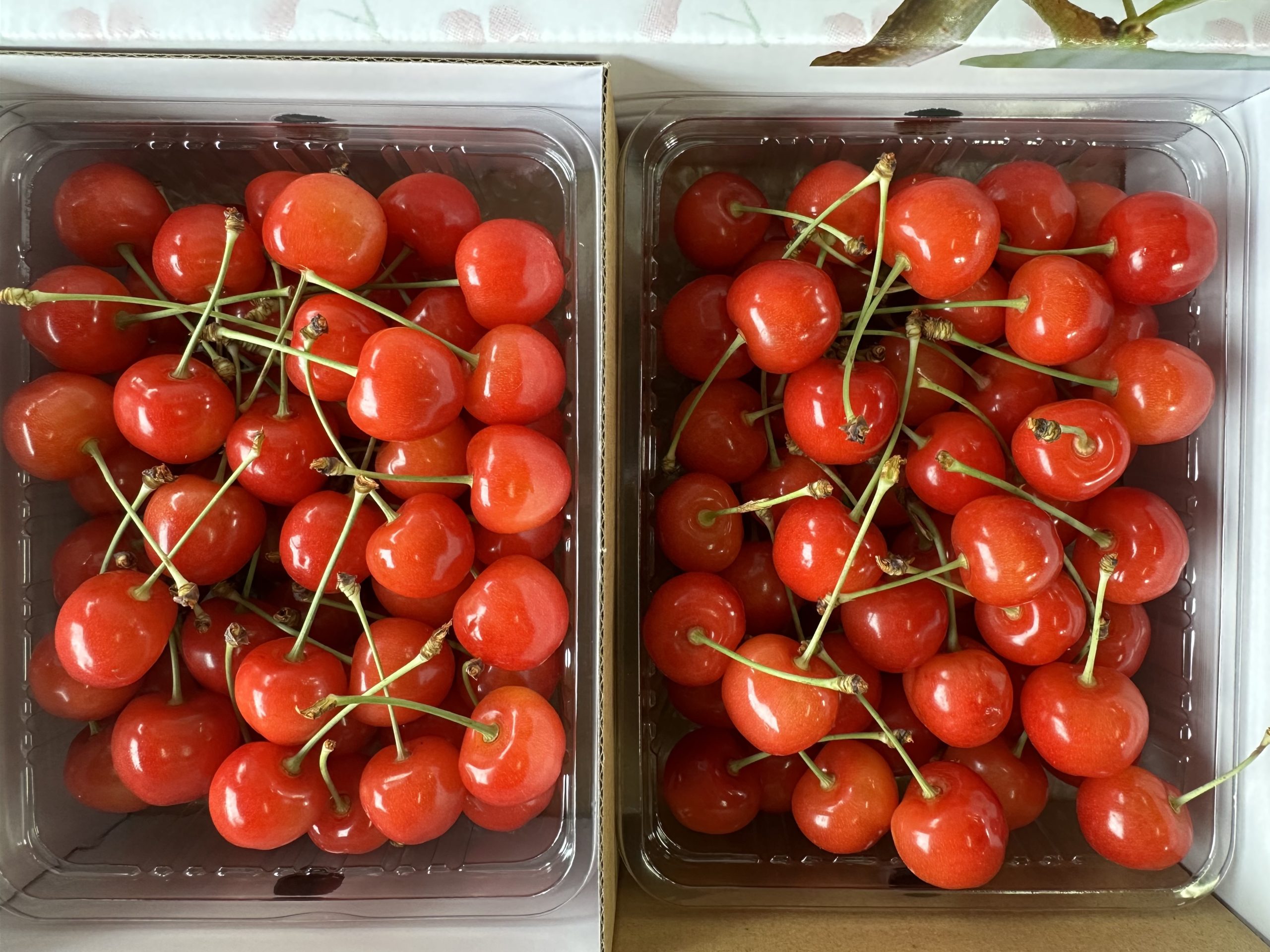 取り扱い品種・地方発送について – 旭川のさくらんぼ狩りやりんご狩り